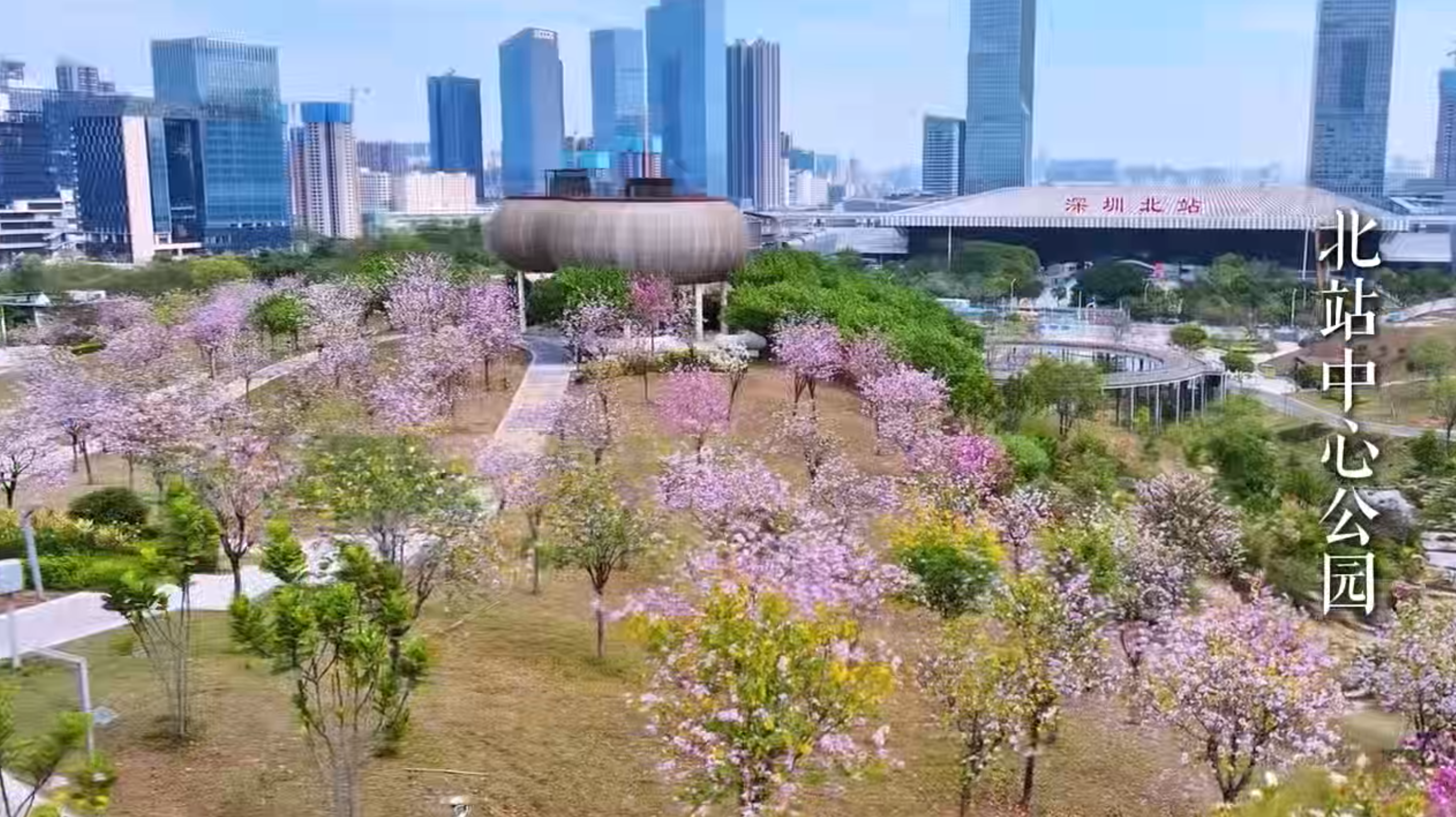 近期的深圳开元，粉花缀道，满目青绿，古韵悠长