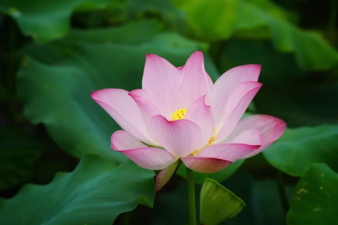 开元荷花，进入绝美盛花期